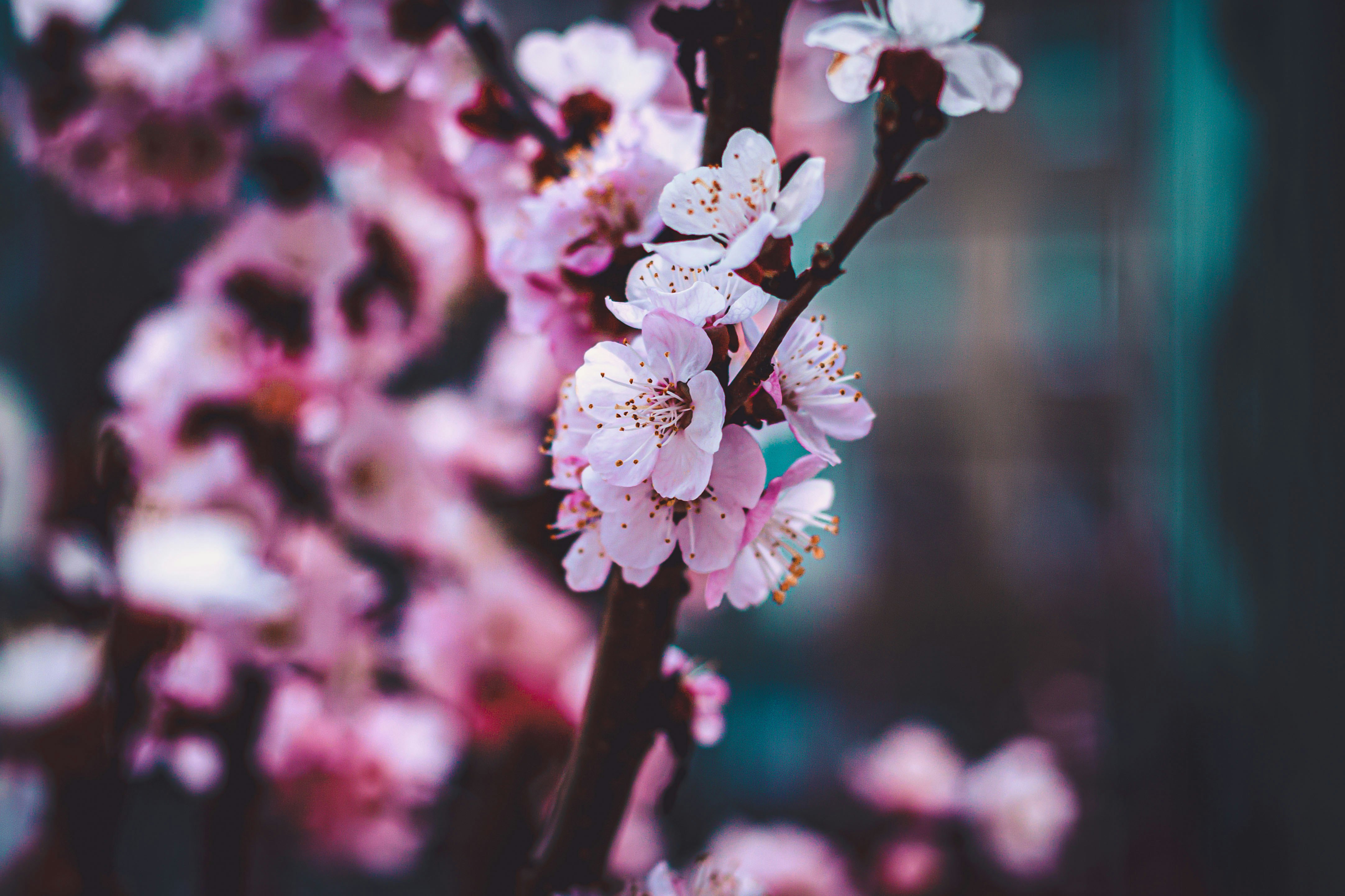 white and pink cherry blossom in close up photography